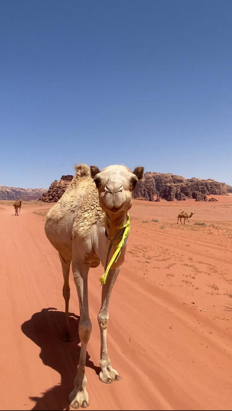 Wadi Rum Bedouin Heart Camp 外观 照片