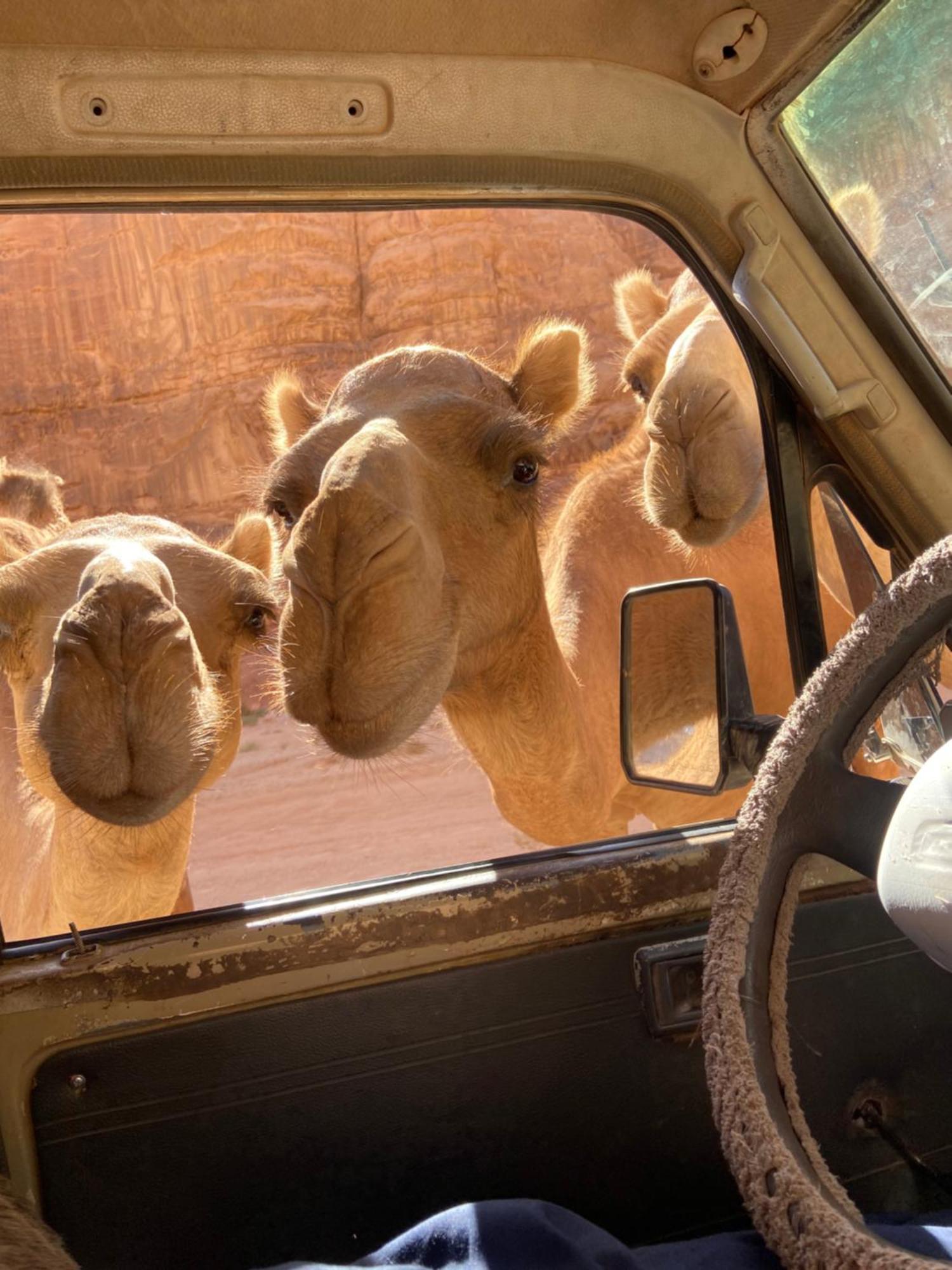 Wadi Rum Bedouin Heart Camp 外观 照片