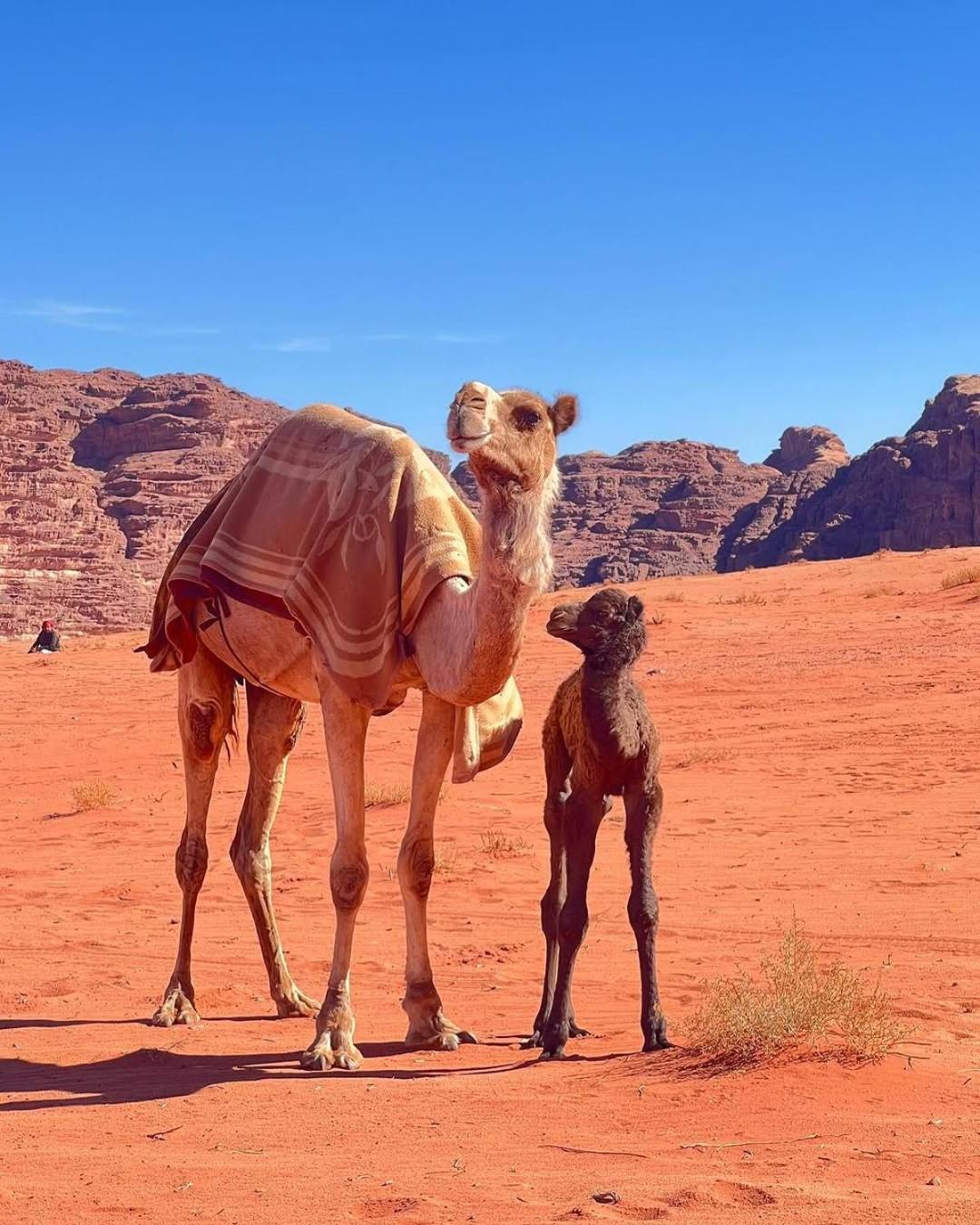 Wadi Rum Bedouin Heart Camp 外观 照片